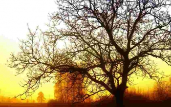 wake up early sunrise