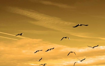 Successful family tips