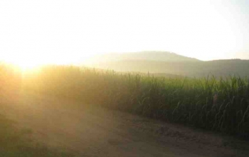 early morning gratitude habit